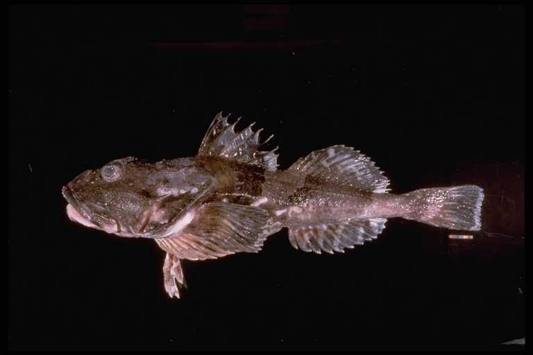 Great sculpin